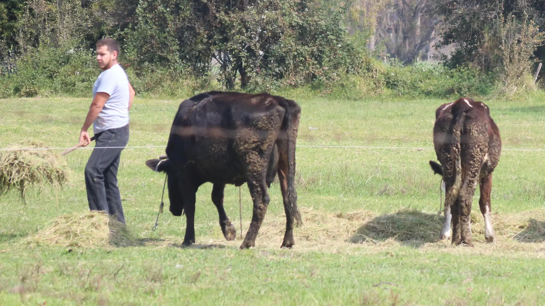 AGRICULTURA F WEN (2)